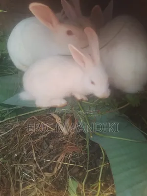 Rabbit Keeping