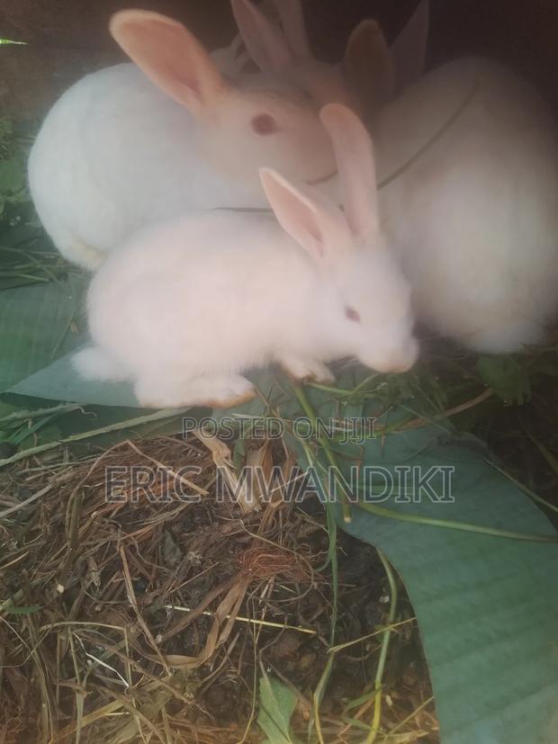 Rabbit Keeping - main view
