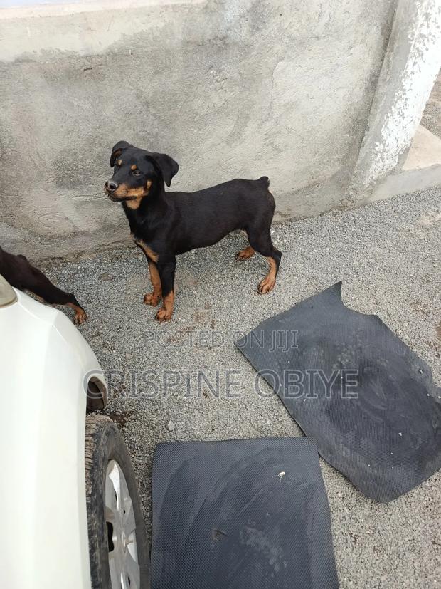 6-12 months Male Purebred Rottweiler