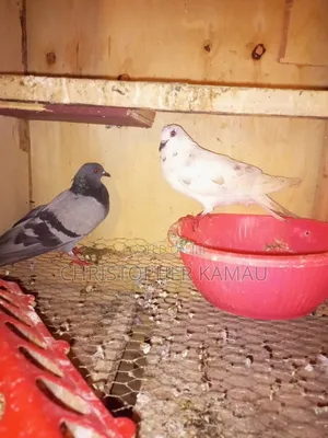 Pigeons for Rehorming