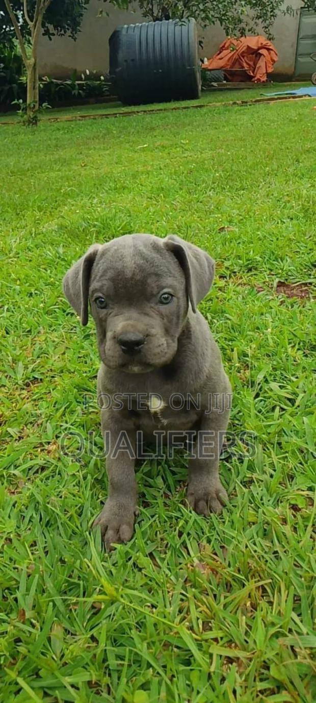 1-3 months Male Purebred Cane Corso - main view