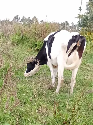 Clean Frisian