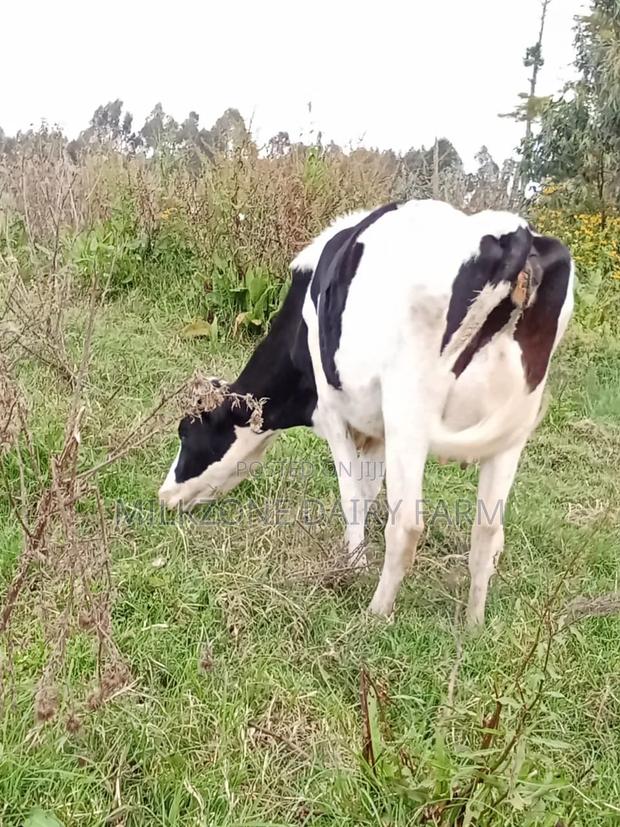 Clean Frisian