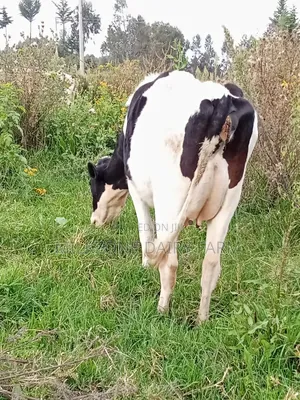 Clean Frisian