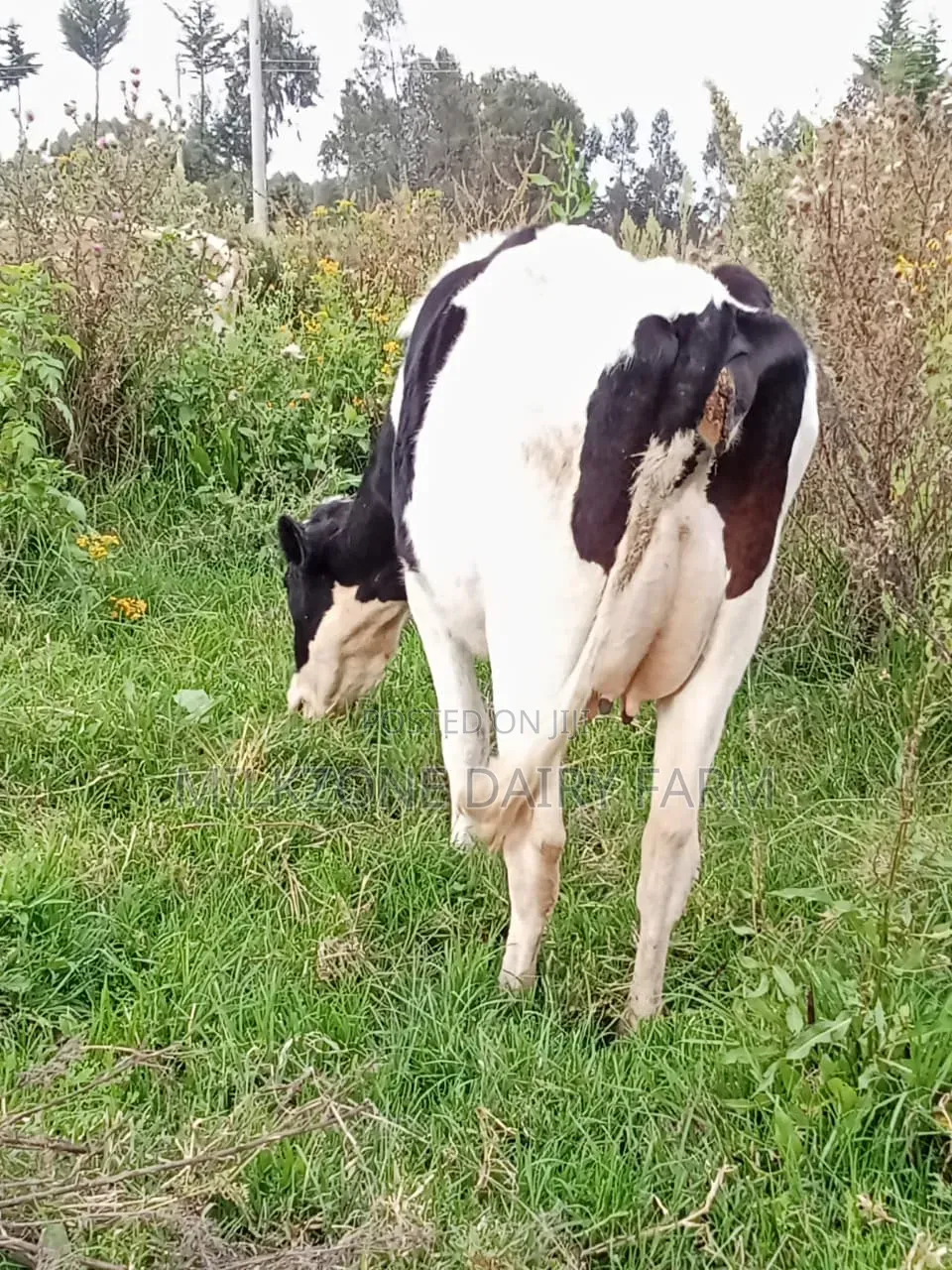 Clean Frisian