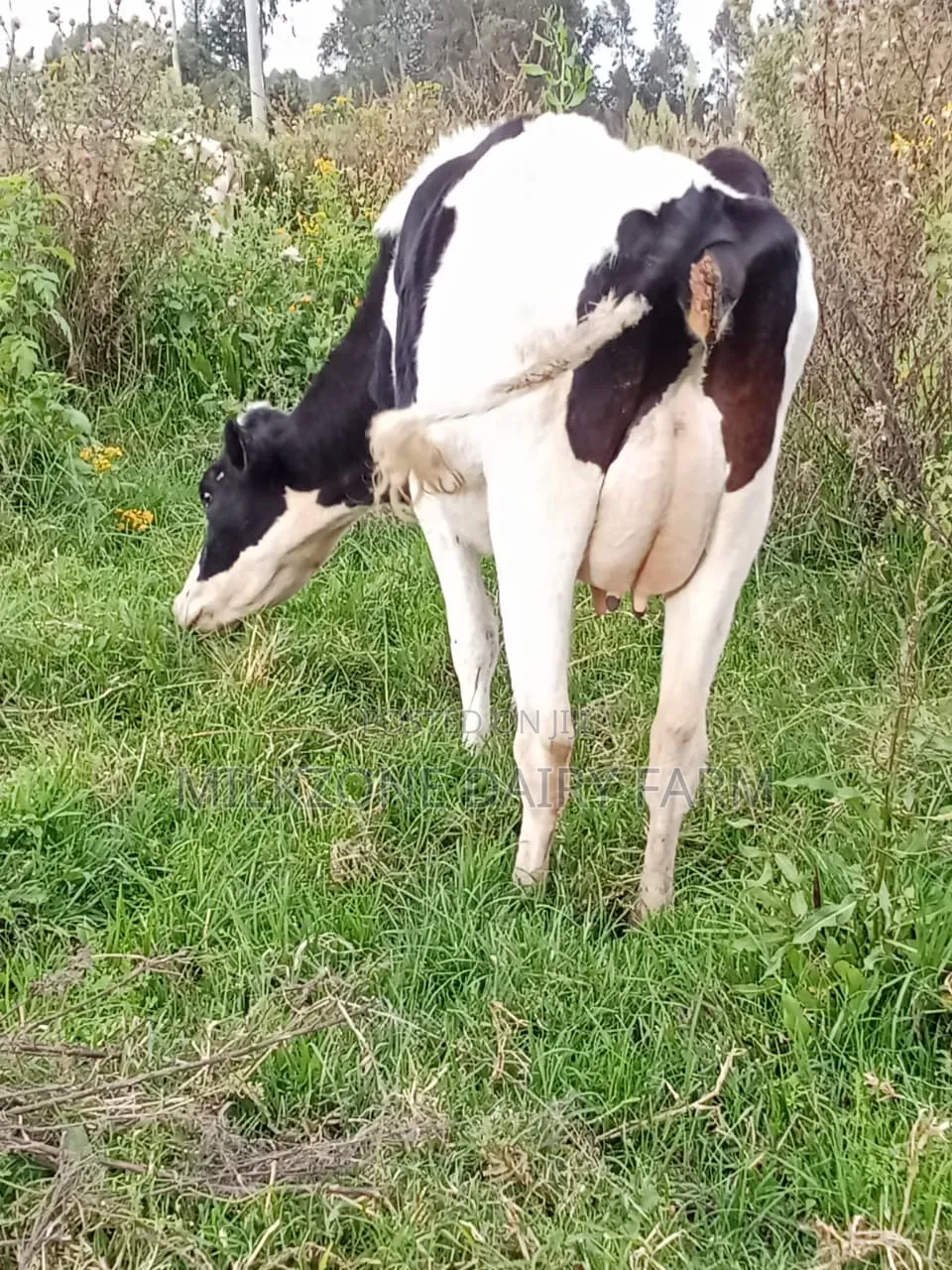 Clean Frisian