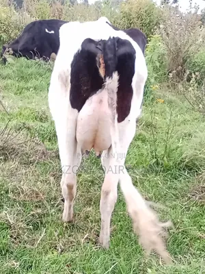 Clean Frisian