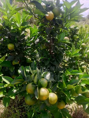 Oranges Fics(Mandarins)
