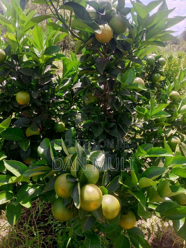 Oranges Fics(Mandarins) - main view