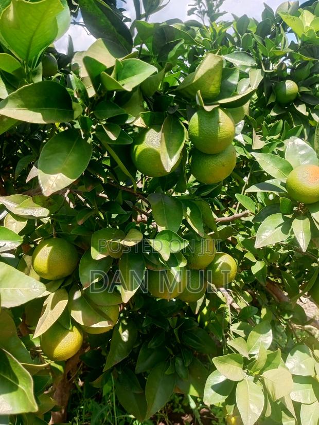 Oranges Fics(Mandarins) - thumbnail 6
