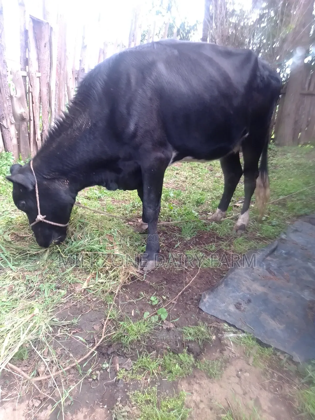 Fantastic Heifer