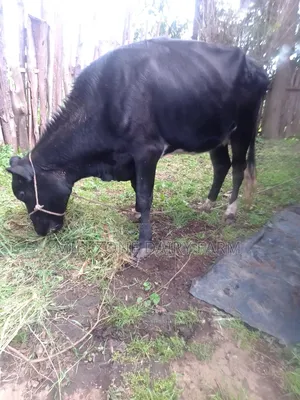 Fantastic Heifer