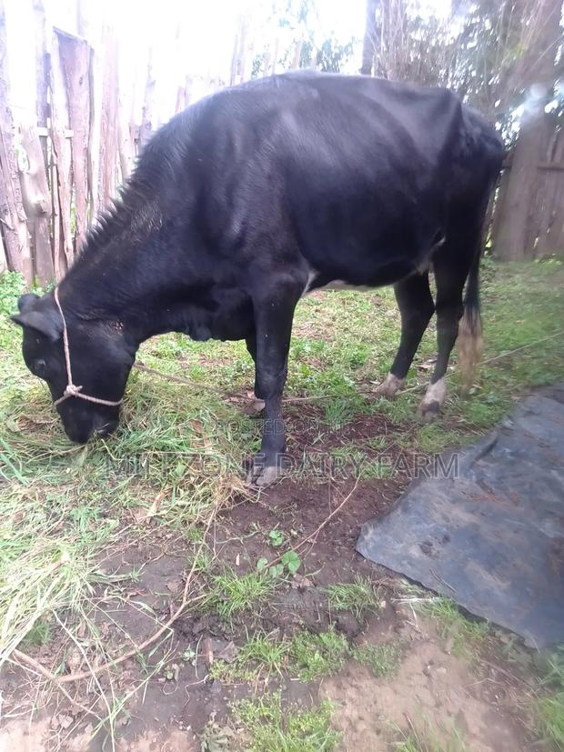 Fantastic Heifer