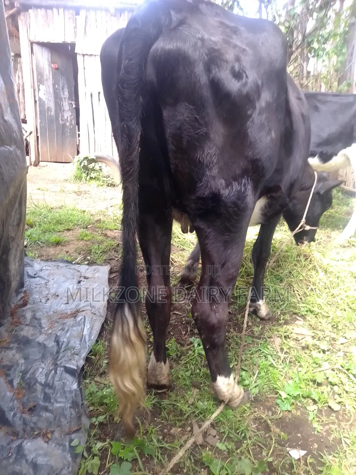 Fantastic Heifer
