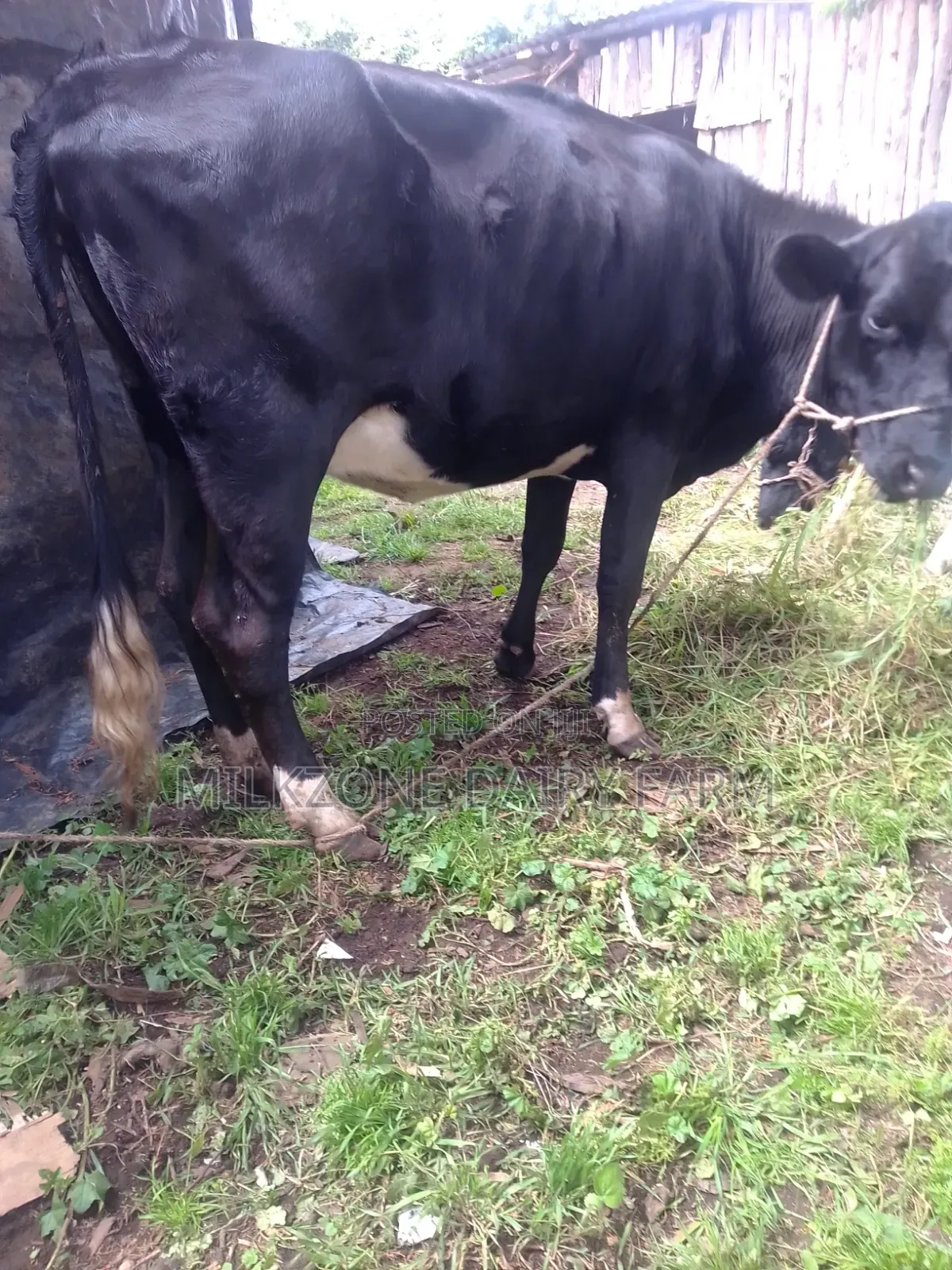 Fantastic Heifer