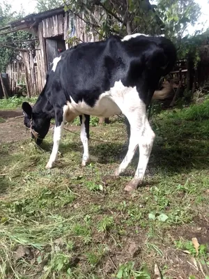 Frisian Heifer