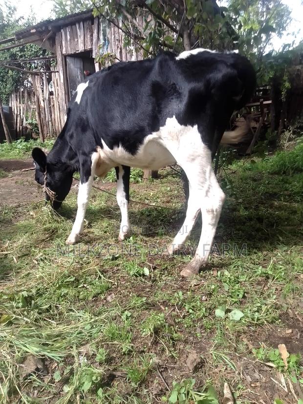 Frisian Heifer