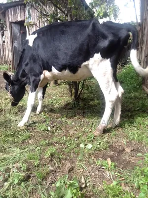 Frisian Heifer
