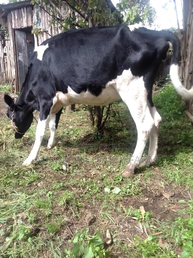 Frisian Heifer - thumbnail 2
