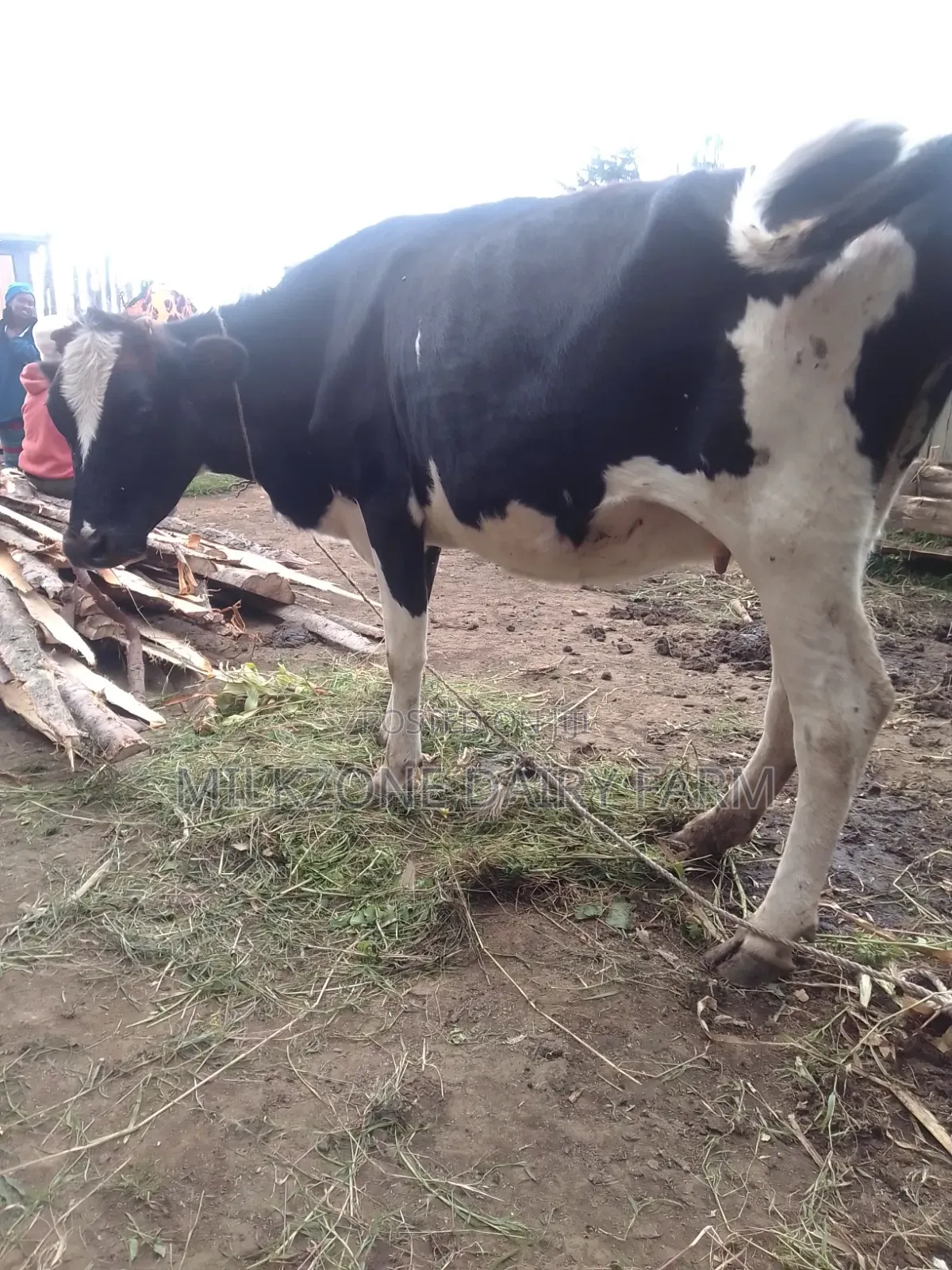 Frisian Heifer