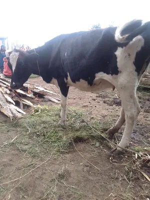 Frisian Heifer