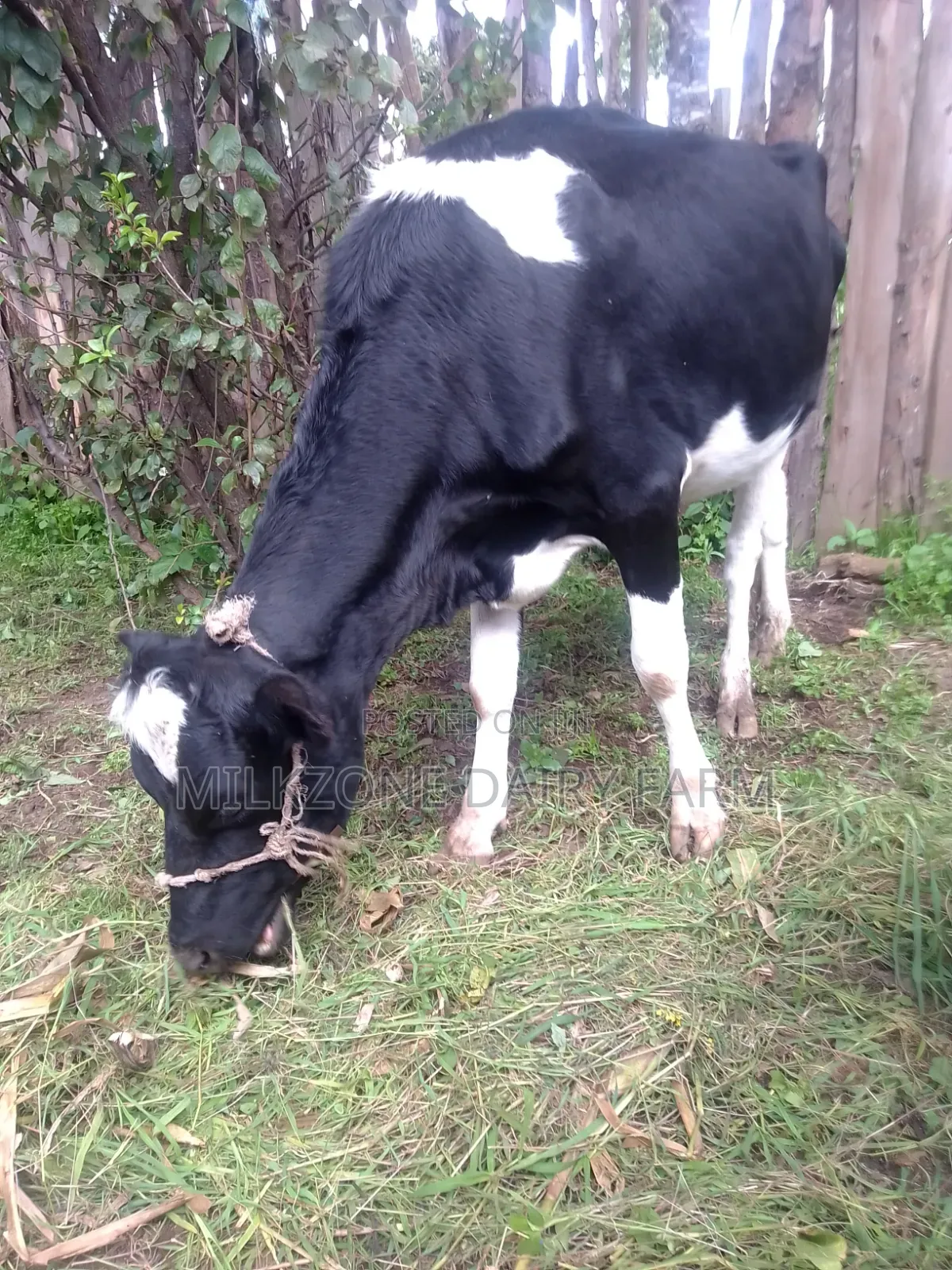 Frisian Heifer