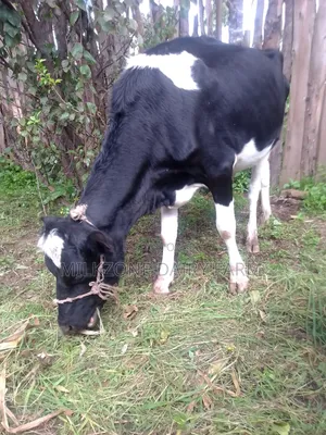 Frisian Heifer