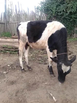Nice Frisian Bulling Heifer