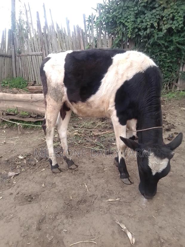 Nice Frisian Bulling Heifer