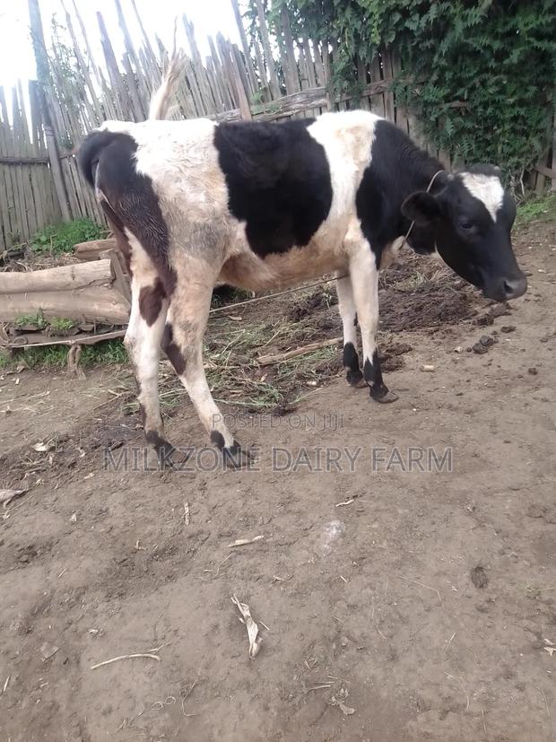 Nice Frisian Bulling Heifer - thumbnail 2