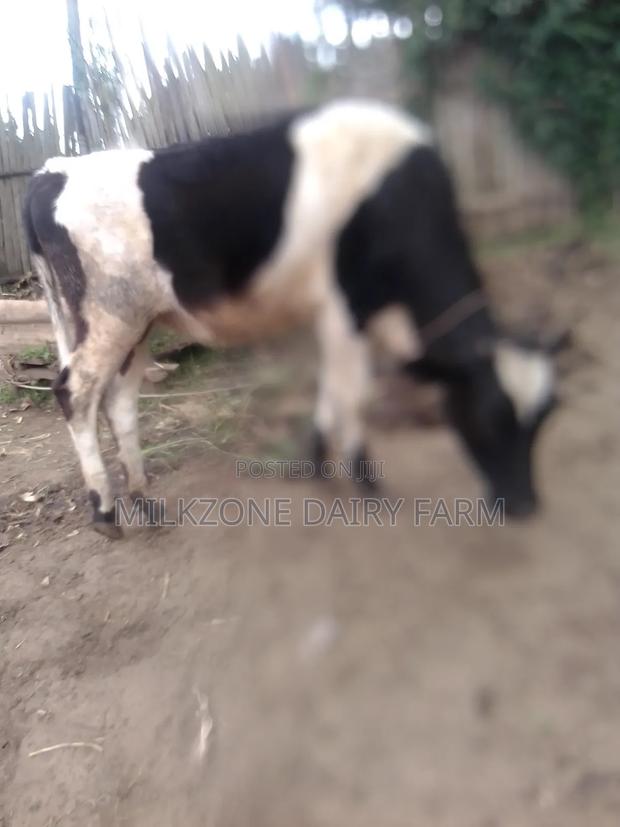 Nice Frisian Bulling Heifer - thumbnail 3