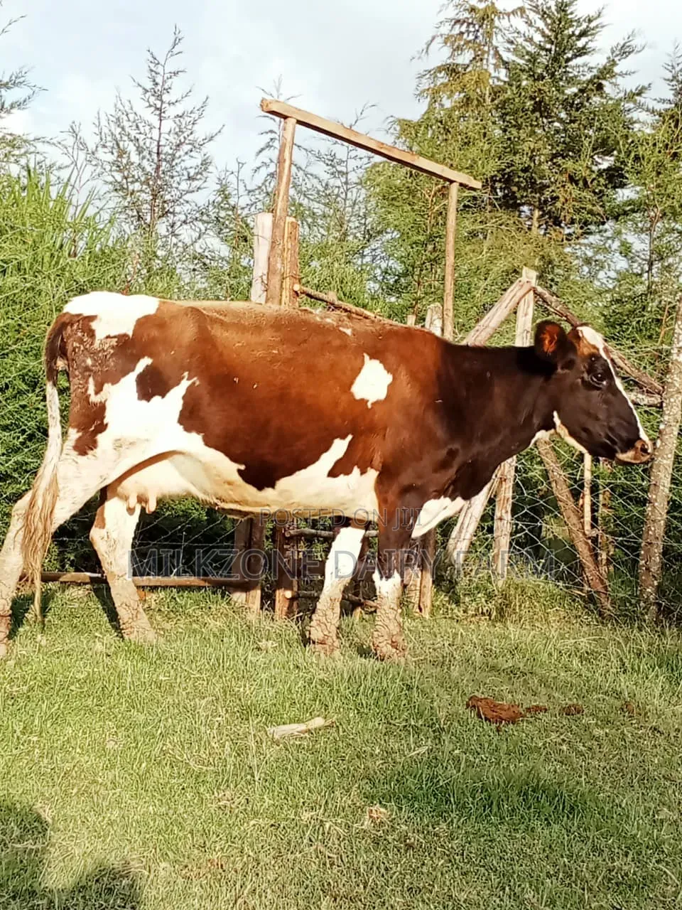 Giant Asha