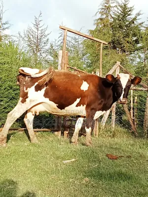 Giant Asha