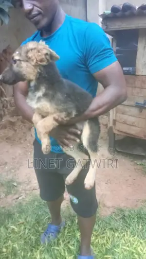 3-6 months Female Purebred German Shepherd