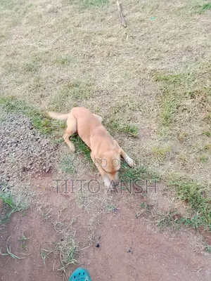 1+ year Female Purebred Dog