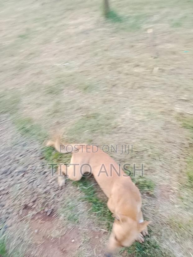 1+ year Female Purebred Dog - thumbnail 2