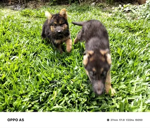 3-6 months Female Purebred German Shepherd