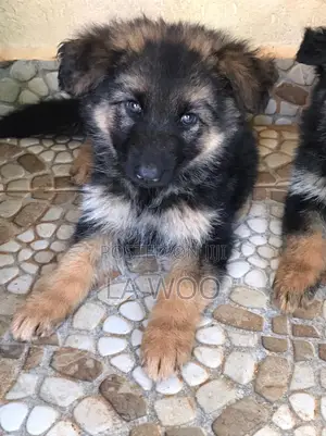 1-3 months Female Purebred German Shepherd