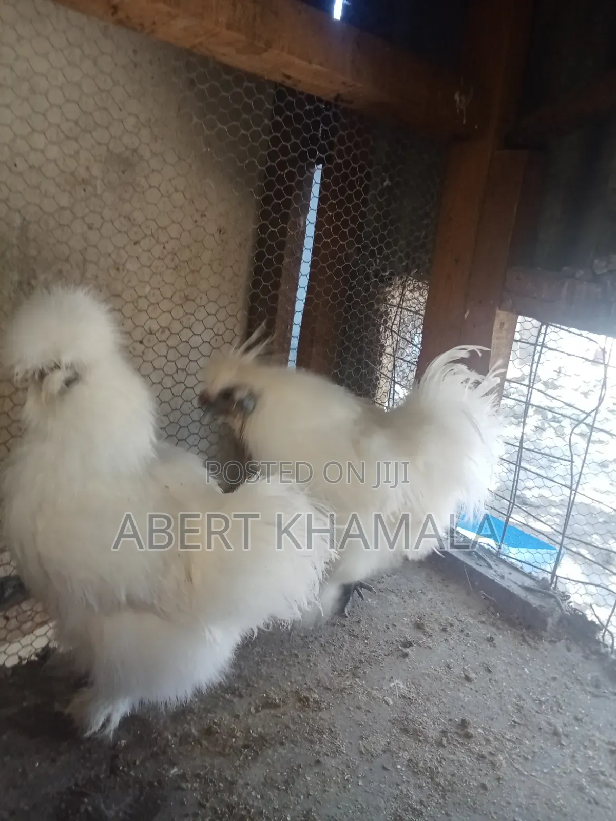Selling a Pair of Silky Bantam