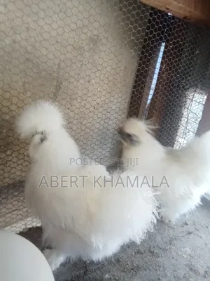 Selling a Pair of Silky Bantam