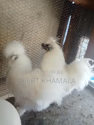 Selling a Pair of Silky Bantam