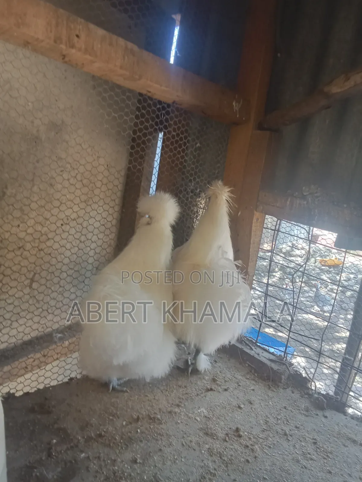 Selling a Pair of Silky Bantam