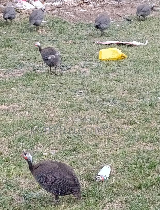 Kanga Guinea Fowl