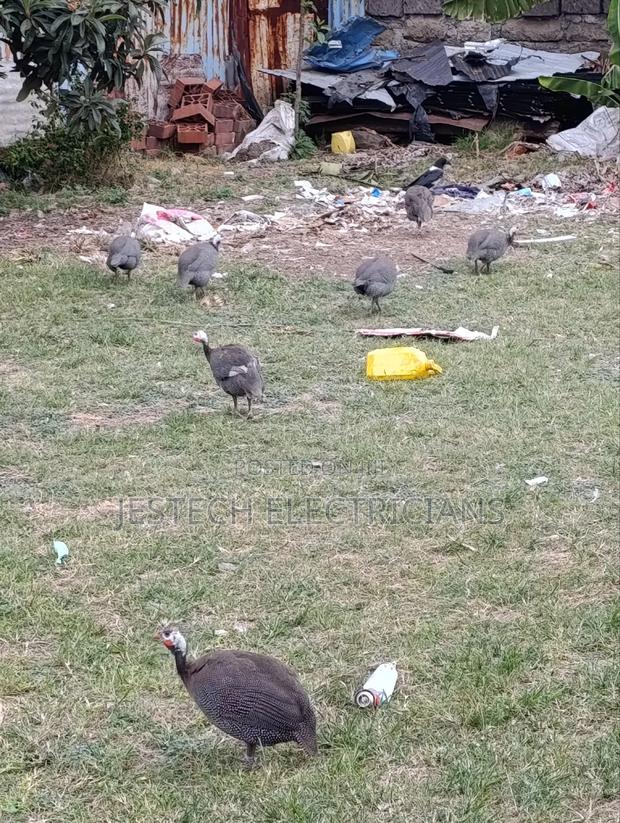 Kanga Guinea Fowl - thumbnail 2
