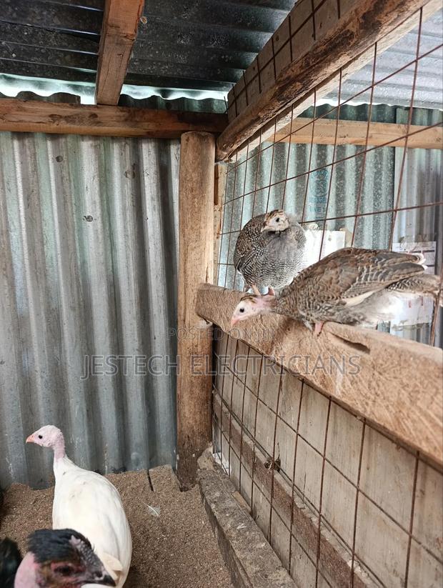 Kanga Guinea Fowl - thumbnail 3