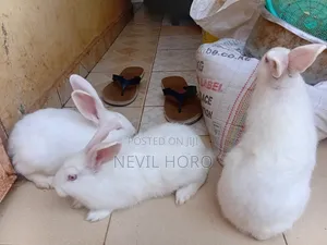 3 Months Old Male Rabbits for Sale at Kenyatta Road Juja