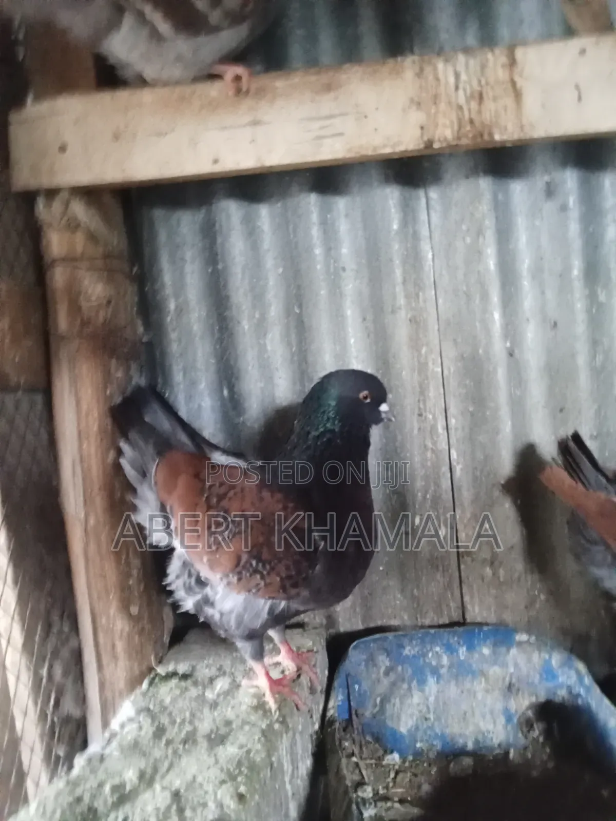 King Pigeons