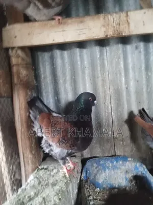 King Pigeons