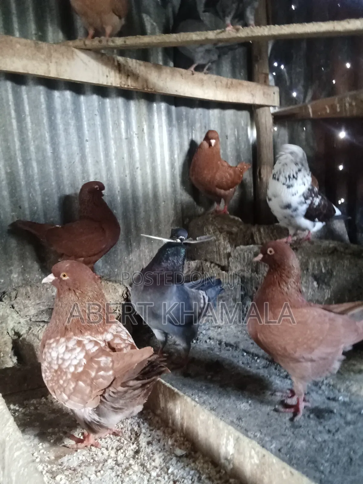 King Pigeons
