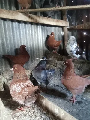 King Pigeons